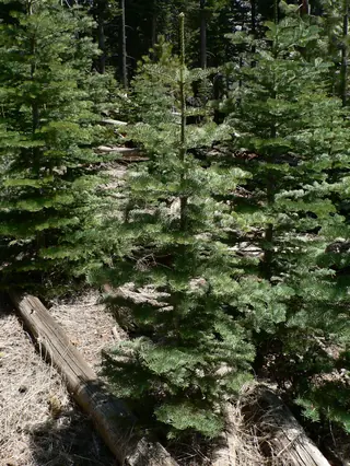 White Fir (Abies concolor), fall color