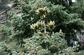 Fir — White