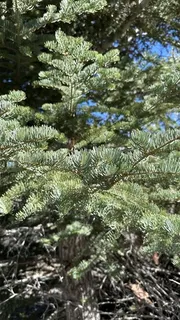 Fir — White (Abies concolor) — foliage