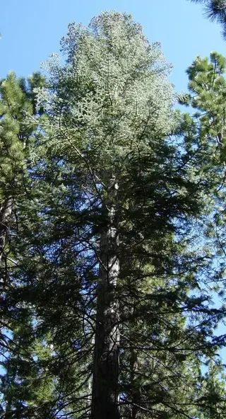 White Fir (Abies concolor), bloom