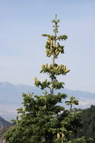 White Fir (Abies concolor), mature form