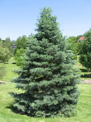 Fir — White