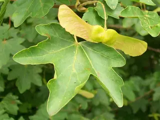 Maple — Hedge