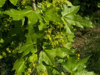Hedge Maple (Acer campestre), foliage