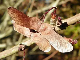 Hedge Maple (Acer campestre), fall color