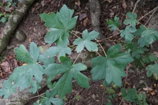 Maple — Hedge (Acer campestre) — mature form