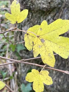 Maple — Hedge (Acer campestre) — foliage