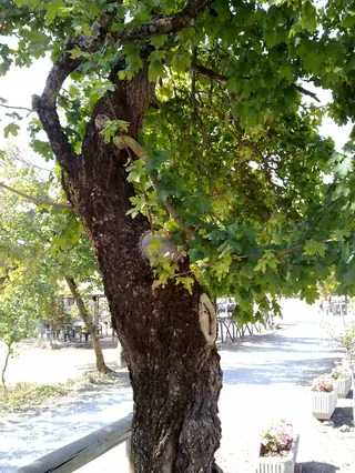 Hedge Maple (Acer campestre), mature form