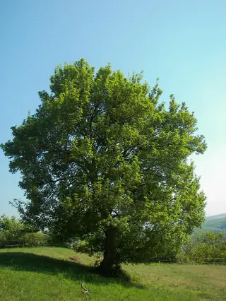 Maple — Hedge