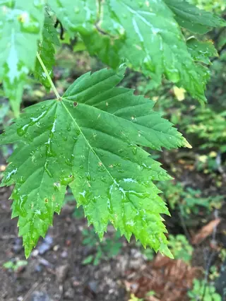 Maple — Rocky Mountain