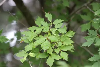 Maple — Rocky Mountain (Acer glabrum) — mature form