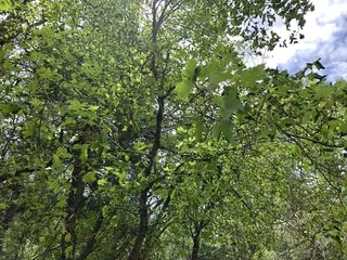 Maple — Rocky Mountain (Acer glabrum) — foliage