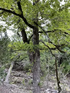 Maple — Bigtooth