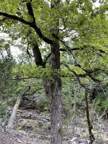 Bigtooth Maple