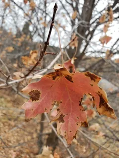 Maple — Bigtooth (Acer grandidentatum) — mature form