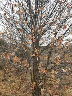 Maple — Bigtooth (Acer grandidentatum) — foliage