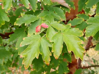 Maple — Paperbark