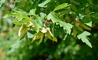 Maple — Paperbark (Acer griseum) — mature form