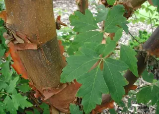 Maple — Paperbark (Acer griseum) — foliage