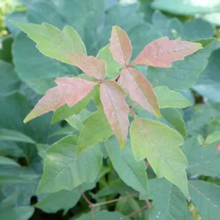 Maple — Paperbark (Acer griseum) — bloom