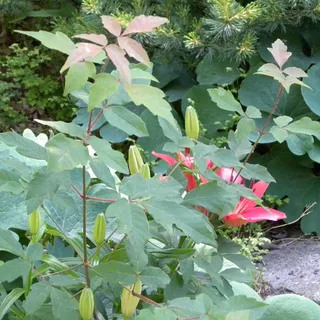 Maple — Paperbark (Acer griseum) — habit