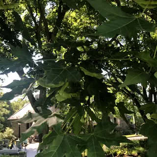 Miyabe Maple (Acer miyabei), bloom
