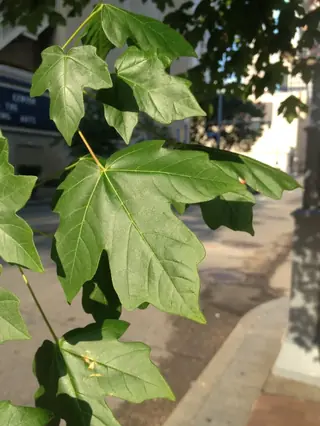 Maple — Miyabe