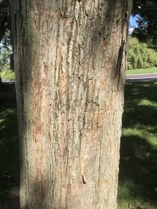 Maple — Miyabe (Acer miyabei) — mature form