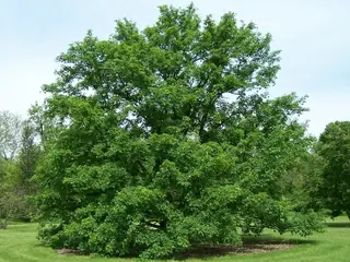 Miyabe Maple (Acer miyabei), foliage
