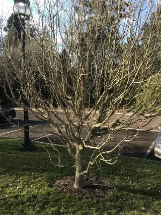 Miyabe Maple (Acer miyabei)