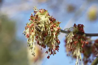 Boxelder Maple (Acer negundo), fall color