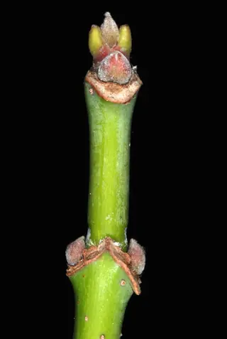 Maple — Boxelder 'Sensation' (Acer negundo)