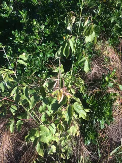 Maple — Boxelder 'Sensation' (Acer negundo) — foliage