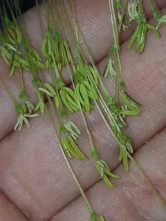 Maple — Boxelder 'Sensation' (Acer negundo) — bloom