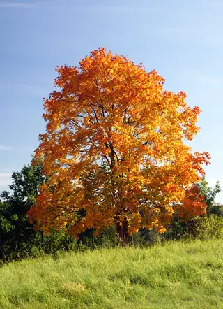Norway: Columnare Maple (Acer platanoides), mature form