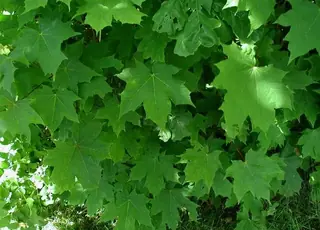 Norway: Columnare Maple (Acer platanoides), fall color