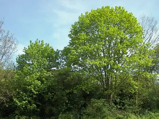 Norway: Columnare Maple (Acer platanoides), foliage