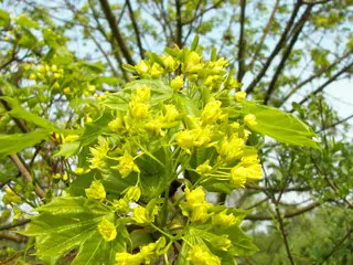 Norway: Columnare Maple (Acer platanoides), bloom