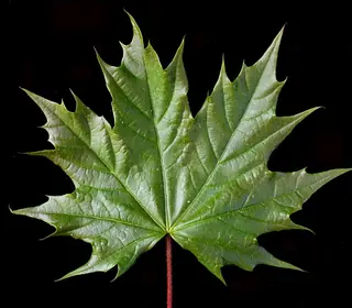 Maple — Norway – 'Columnare', 'Crimson King', 'Crimson Sentry', 'Deborah', EMERALD LUSTER®, 'Emerald Queen', 'Fairview', 'Royal Red'
