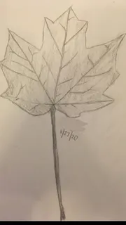Maple — Norway – 'Columnare', 'Crimson King', 'Crimson Sentry', 'Deborah', EMERALD LUSTER®, 'Emerald Queen', 'Fairview', 'Royal Red' (Acer platanoides) — mature form