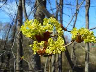 Maple — Norway – 'Columnare', 'Crimson King', 'Crimson Sentry', 'Deborah', EMERALD LUSTER®, 'Emerald Queen', 'Fairview', 'Royal Red' (Acer platanoides) — foliage