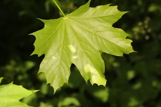 Maple — Norway – 'Columnare', 'Crimson King', 'Crimson Sentry', 'Deborah', EMERALD LUSTER®, 'Emerald Queen', 'Fairview', 'Royal Red' (Acer platanoides) — bloom