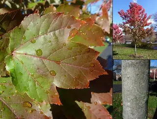 Red: Autumn Flame Maple (Acer rubrum), foliage