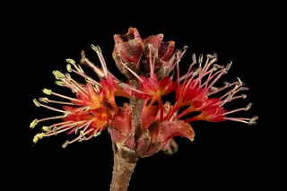 Maple — Red – 'Autumn Flame', REDPOINTE®, RED SUNSET® (Acer rubrum) — mature form
