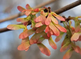 Maple — Red – 'Autumn Flame', REDPOINTE®, RED SUNSET® (Acer rubrum) — foliage
