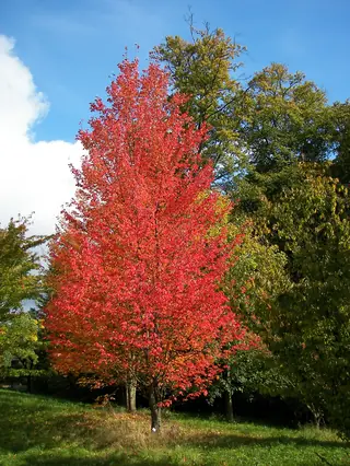 Maple, Red: Autumn Flame, REDPOINTE®, RED SUNSET®
