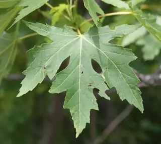 Silver - all cultivars
