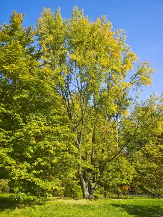 Maple — Silver - all cultivars (Acer saccharinum)