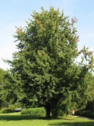 Maple — Silver - all cultivars (Acer saccharinum) — bloom