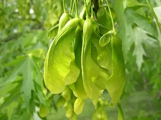 Silver - all cultivars (Acer saccharinum) — mature form